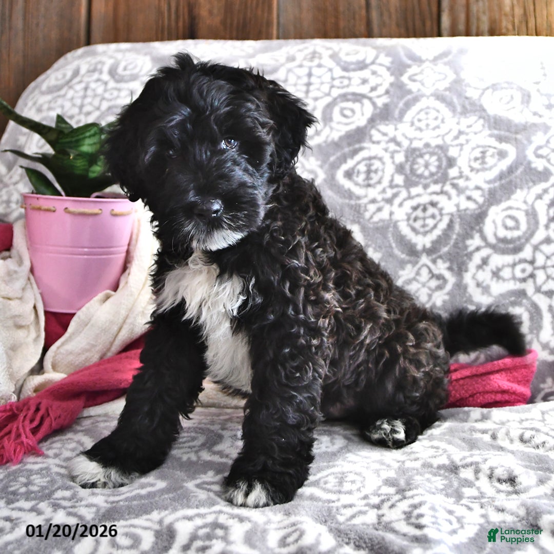 Portuguese Water Dog dogs for sale: Denny - Ad 2