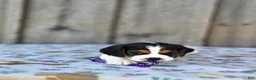 Beaglier dogs for sale: Bella - Ad 5