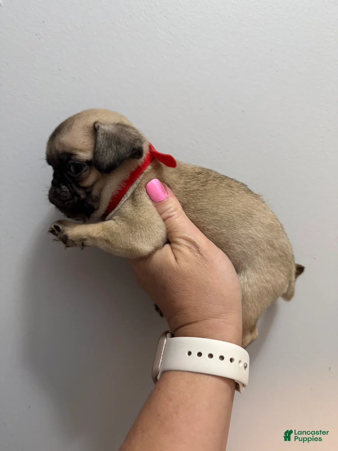 Pug dogs for sale: Red - Ad 2