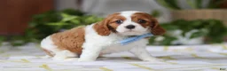 Cavalier King Charles Spaniel dogs for sale: Milo - Ad 6
