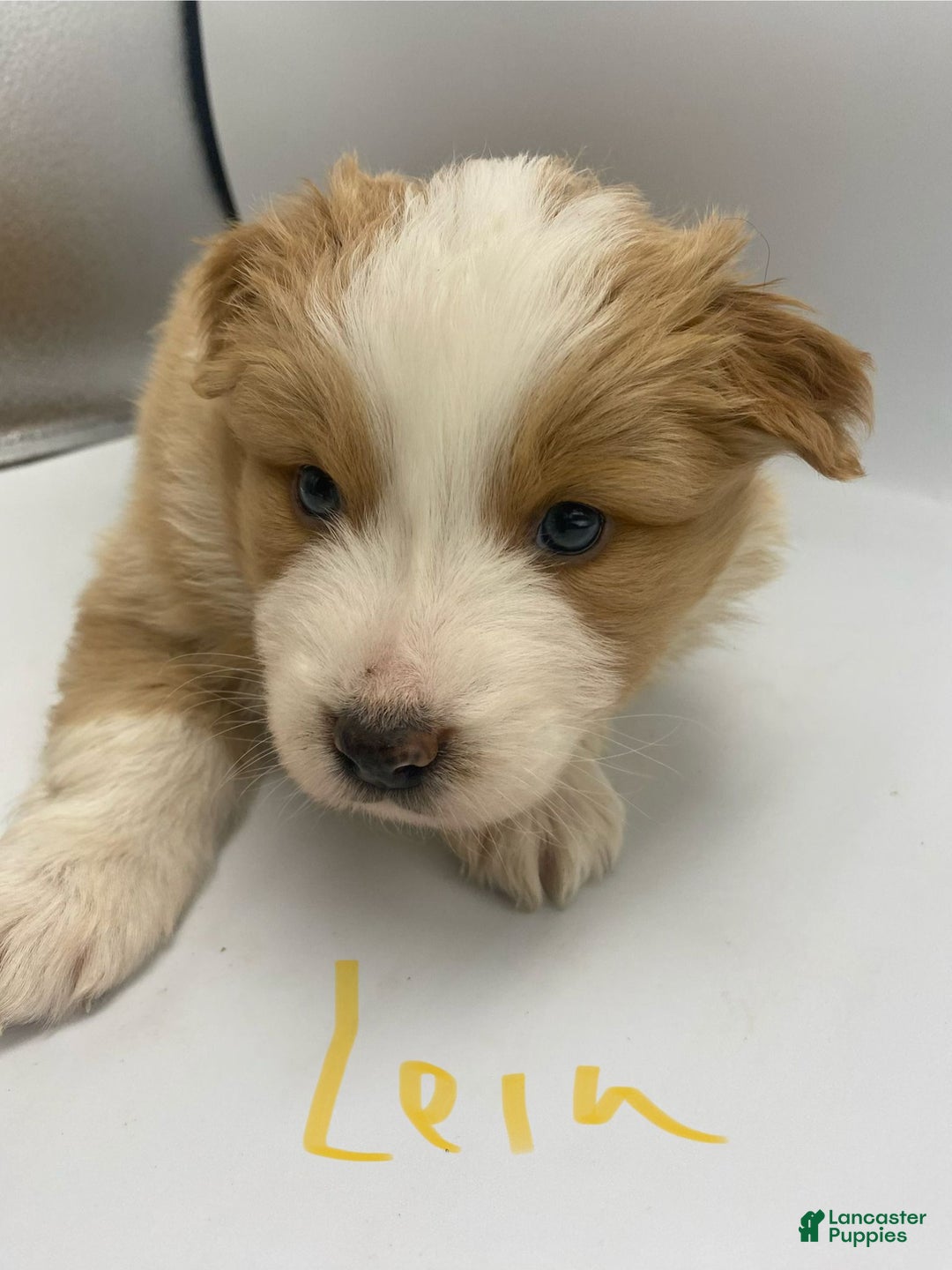 Australian Shepherd dogs for sale: Leia - Ad 1