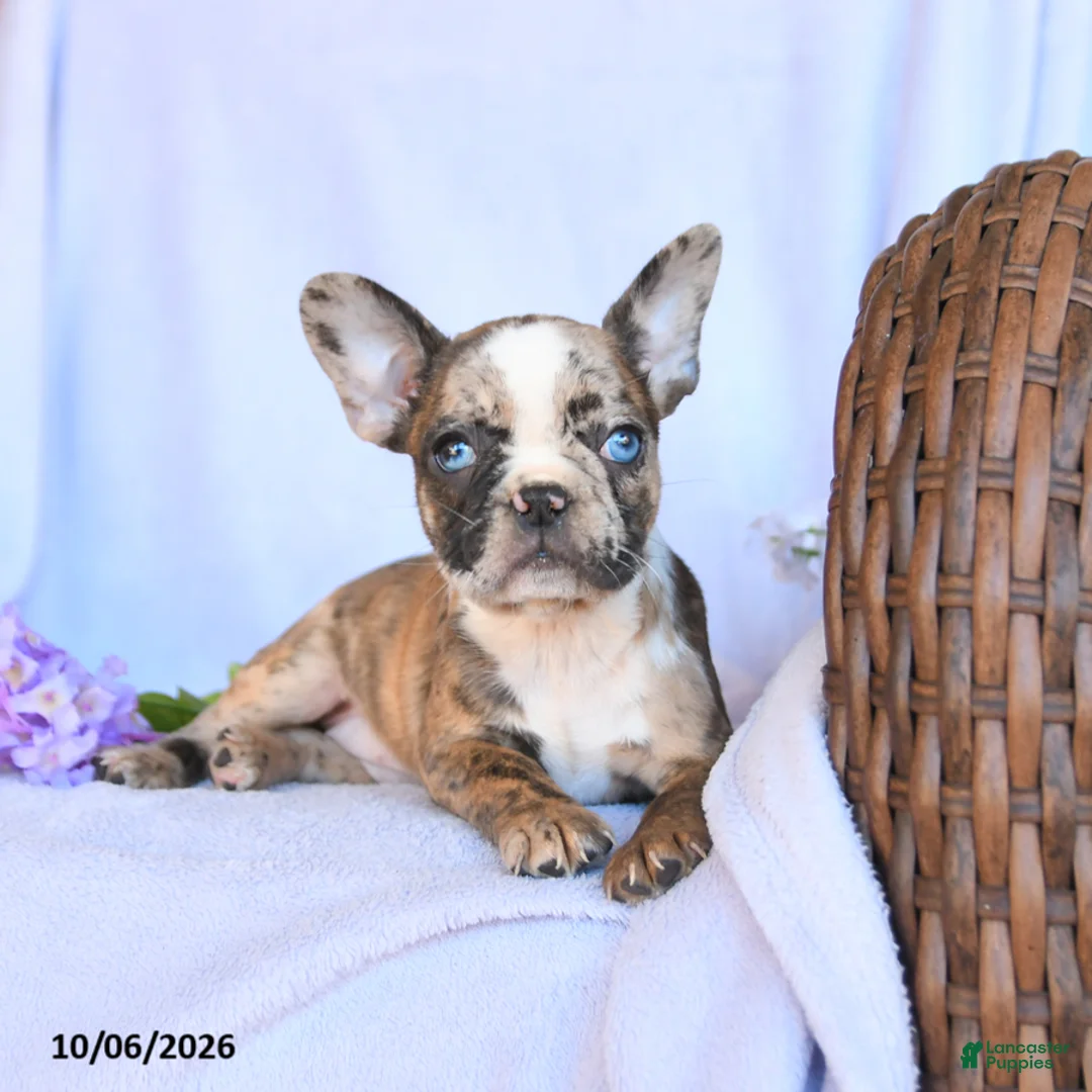 Frenchton dogs for sale: Rosa  - Ad 2
