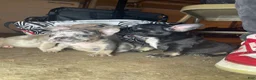 American Bully dogs for sale: American Bully 5 - Ad 2
