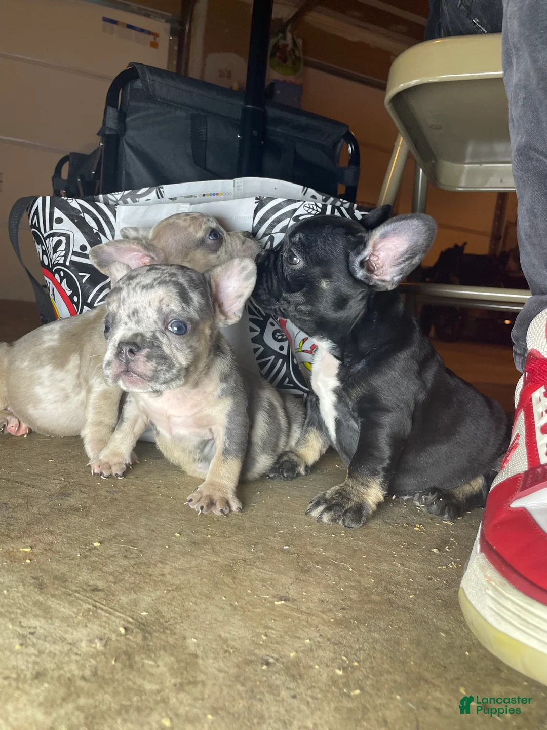 American Bully dogs for sale: American Bully 5 - Ad 2