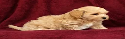 Maltipoo dogs for sale: Asher - Ad 6