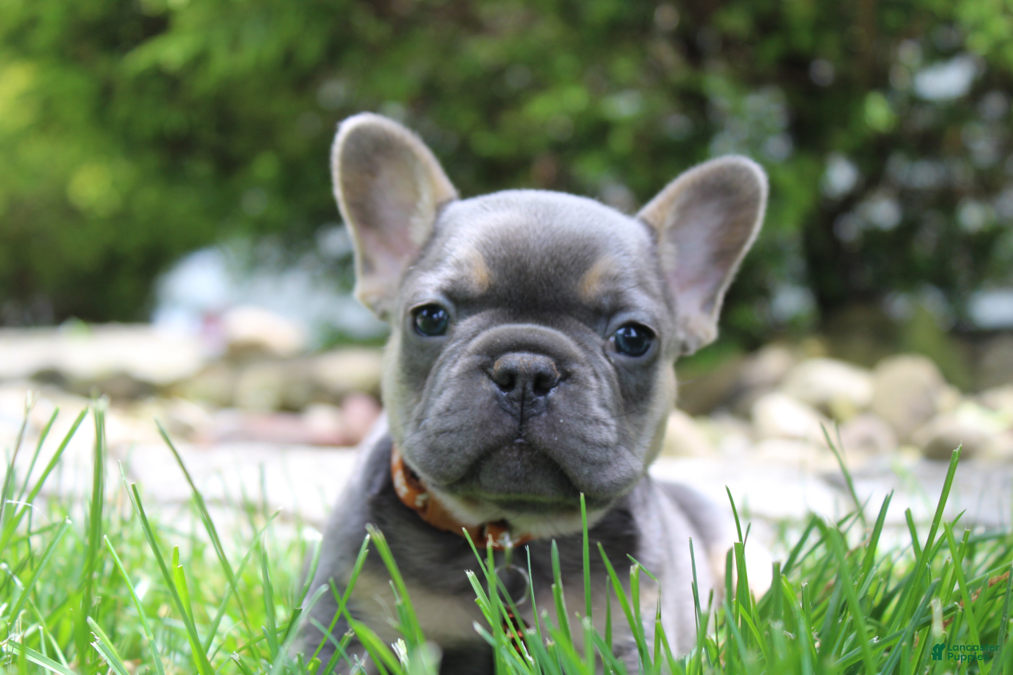 French Bulldog dogs for sale: AKC Jack - Ad 12