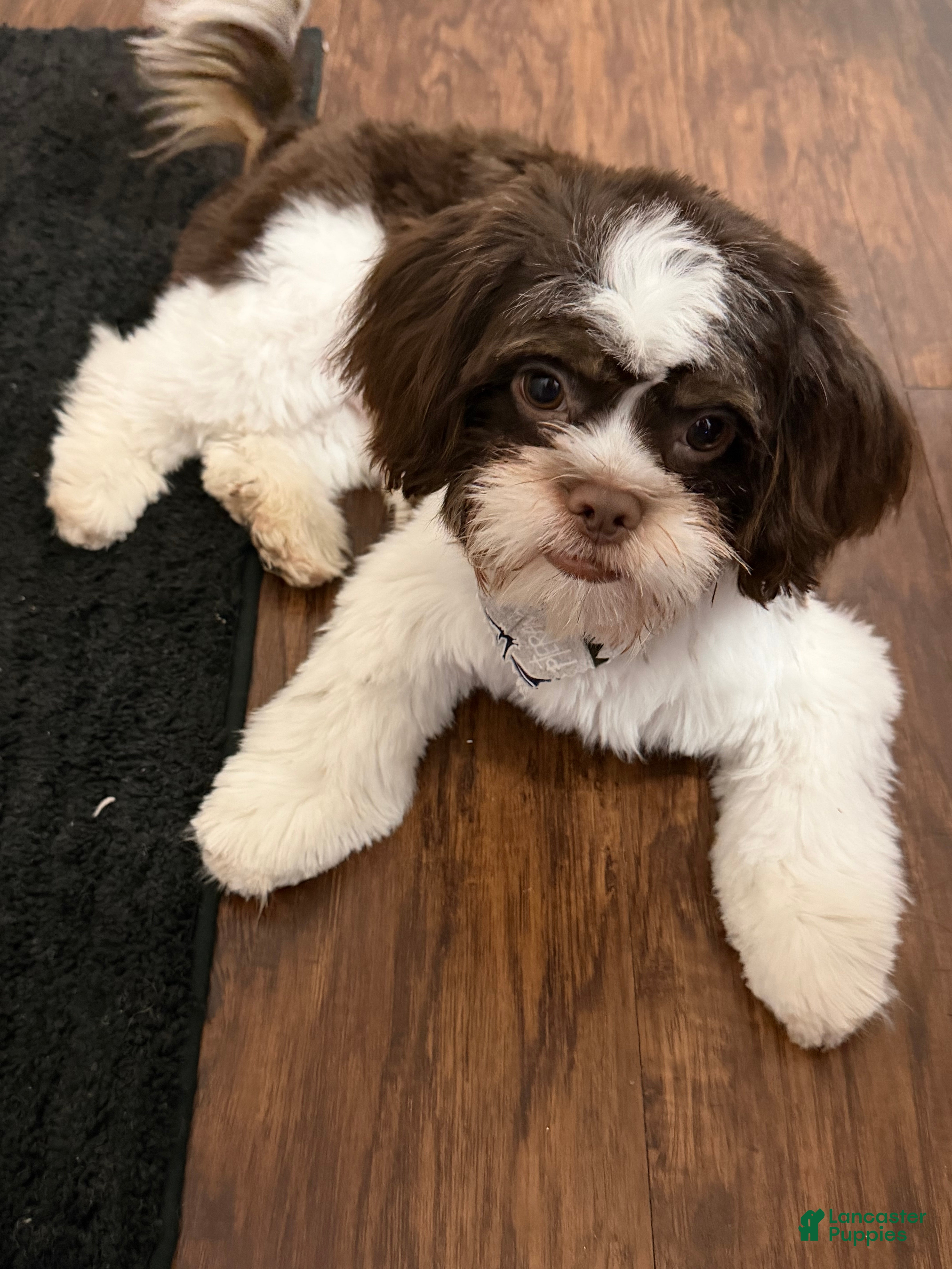 Shih Tzu dogs Shih Tzu Puppy 1 - Ad 2