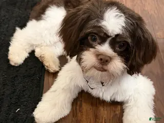 Shih Tzu dogs Shih Tzu Puppy 1 - Ad 2