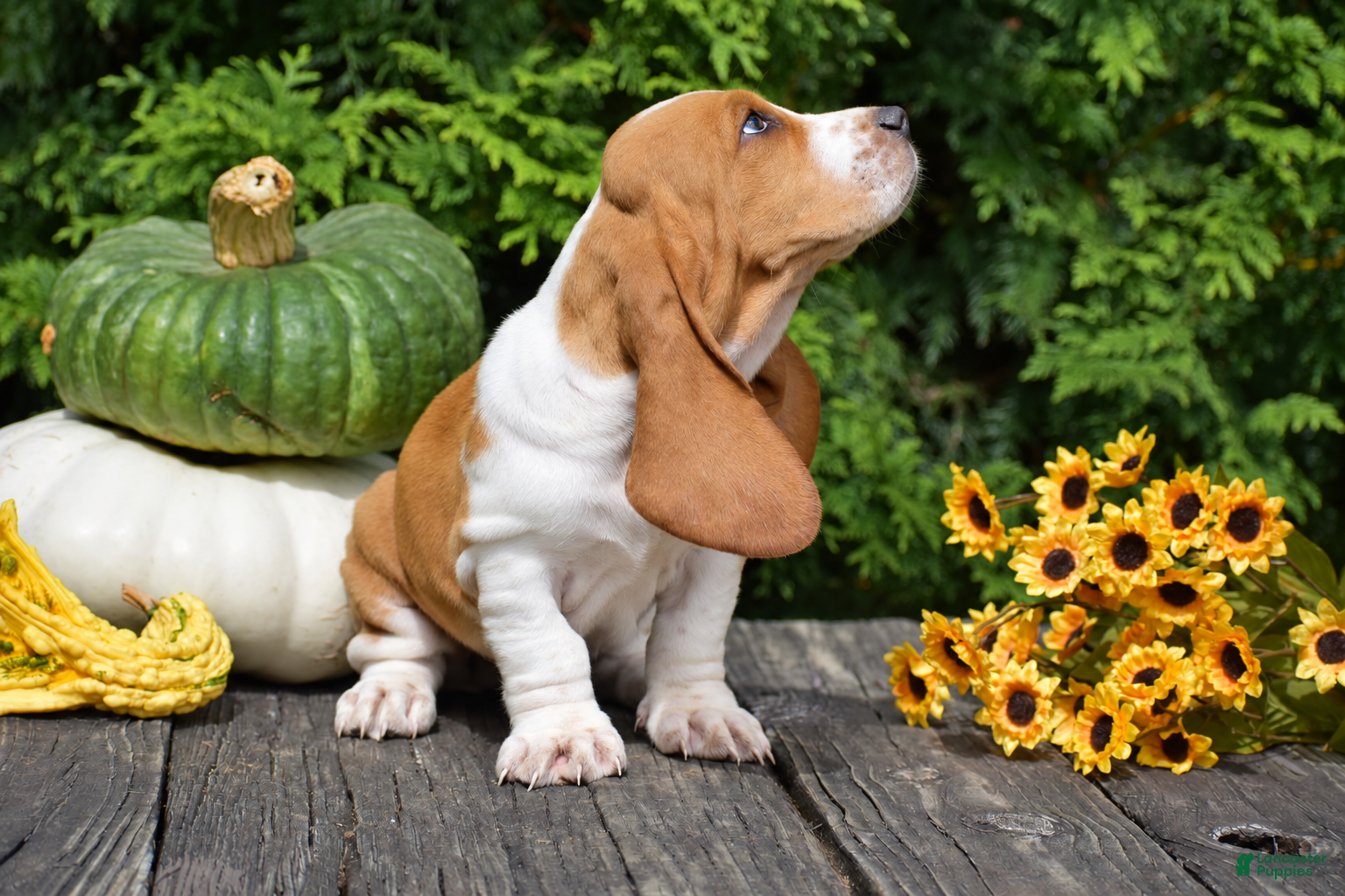 Basset Hound dogs Leanne - Ad 2