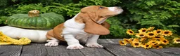 Basset Hound dogs for sale: Leanne - Ad 2