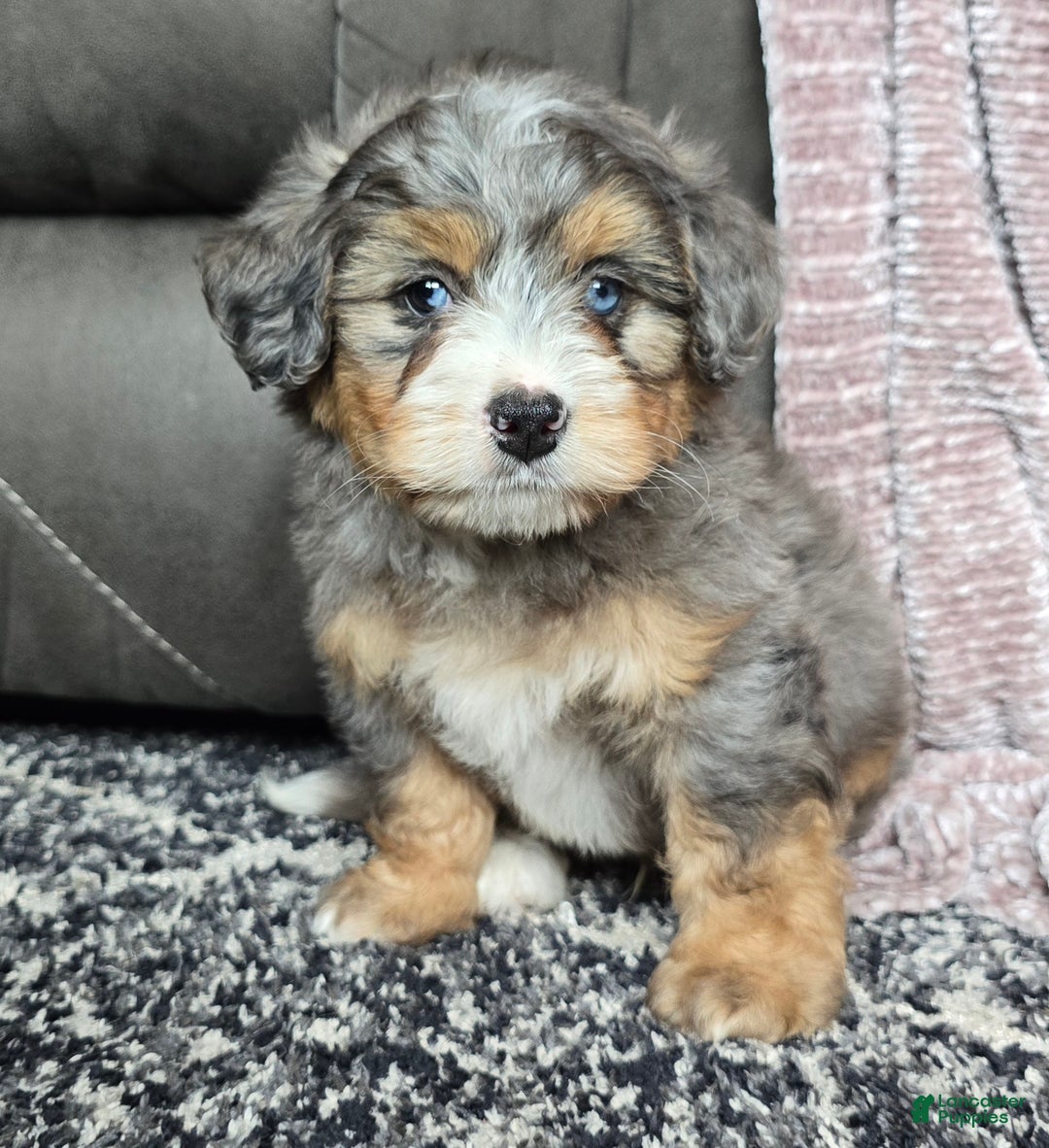 Mini Bernedoodle dogs for sale: Mini Watts - Ad 35