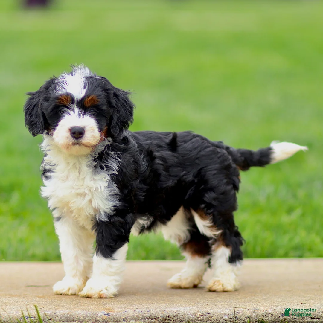 Bernedoodle dogs for sale: Ella - Ad 1