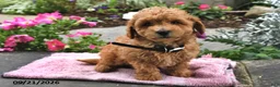 Bichpoo dogs for sale: Toffee - Ad 3