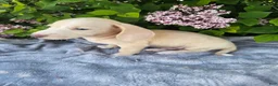 Dachshund dogs for sale: Dexter - Ad 9