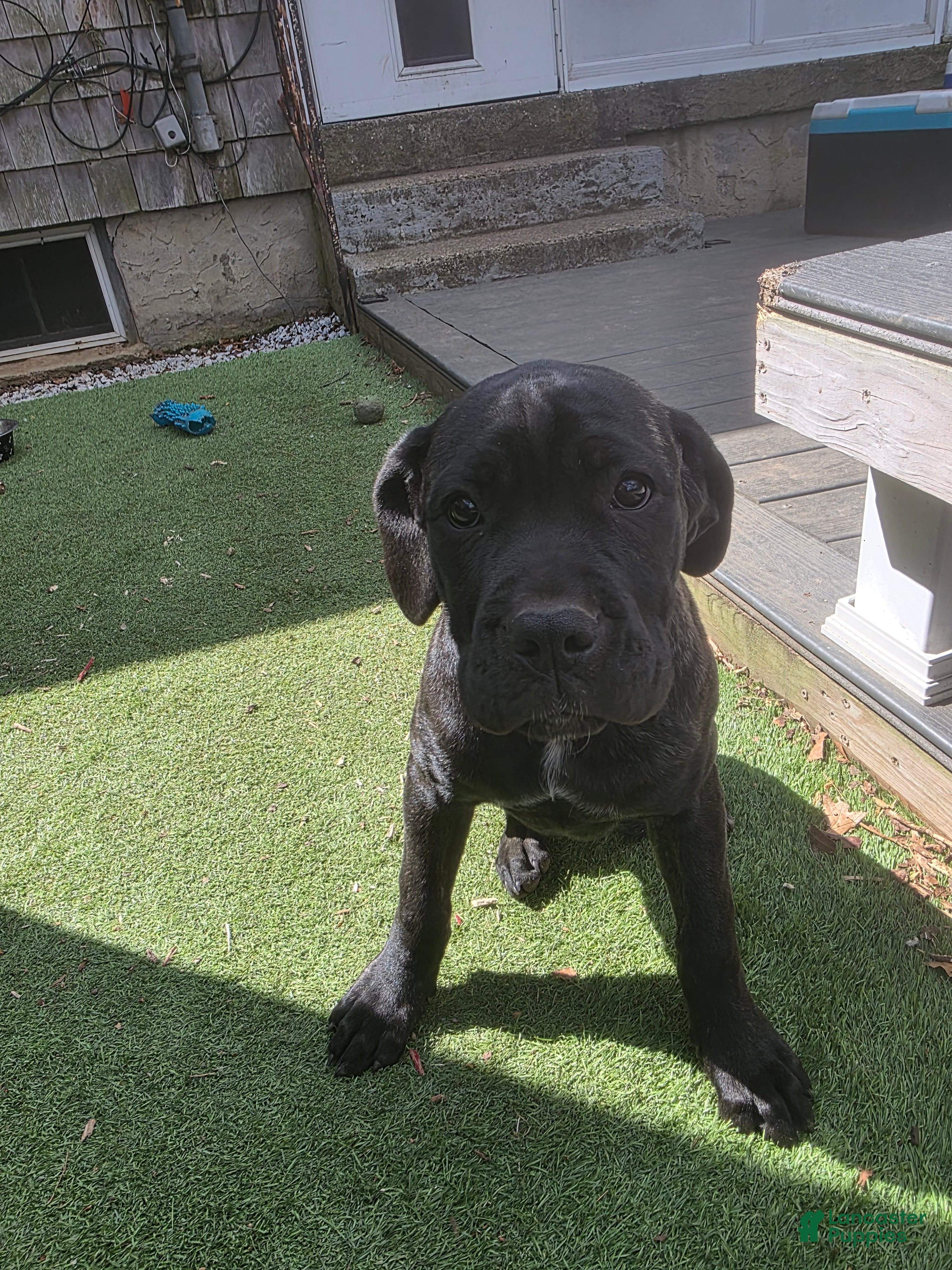 Cane Corso dogs Kira - Ad 1