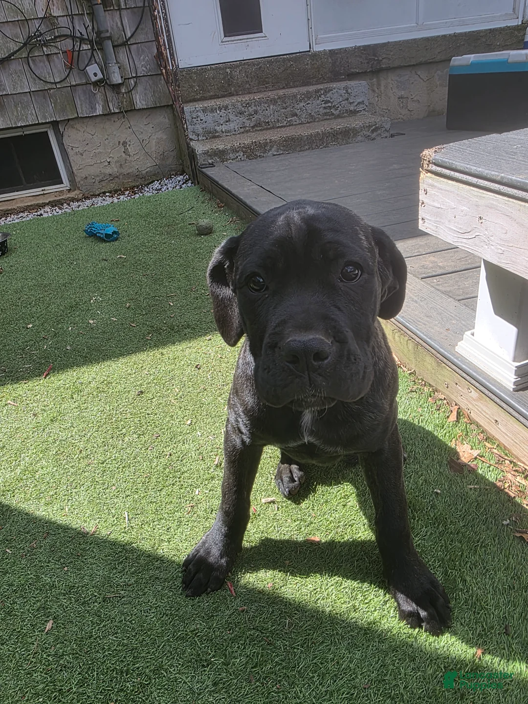 Cane Corso dogs for sale: Kira - Ad 1