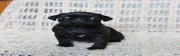 Pug dogs for sale: Brittany - Ad 4