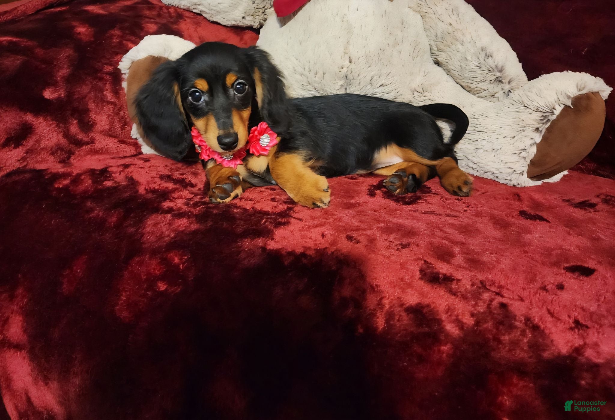 Miniature Dachshund dogs CINDER - Ad 10