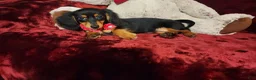 Miniature Dachshund dogs for sale: CINDER - Ad 1