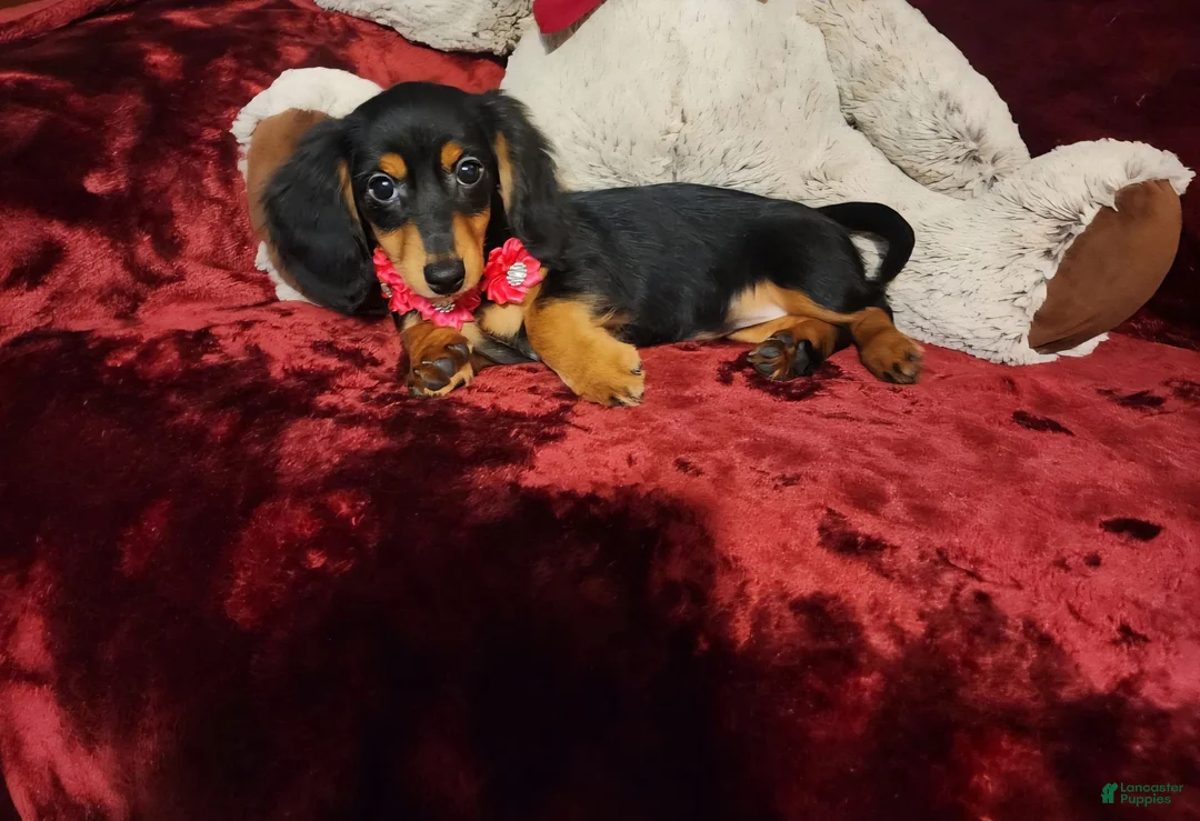 Miniature Dachshund dogs for sale: CINDER - Ad 1