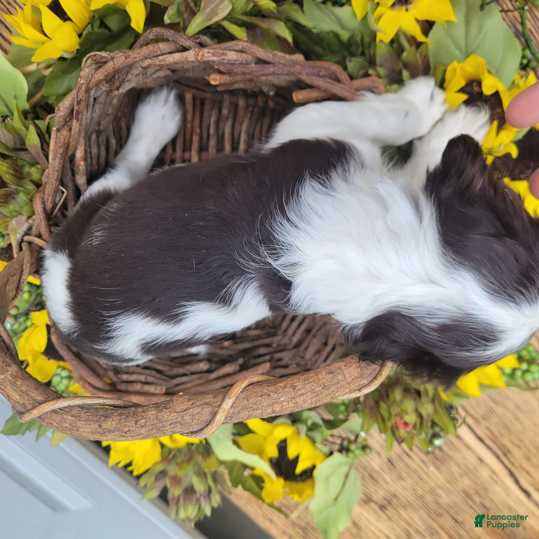 Mixed Breed dogs for sale: Kisses - Ad 2