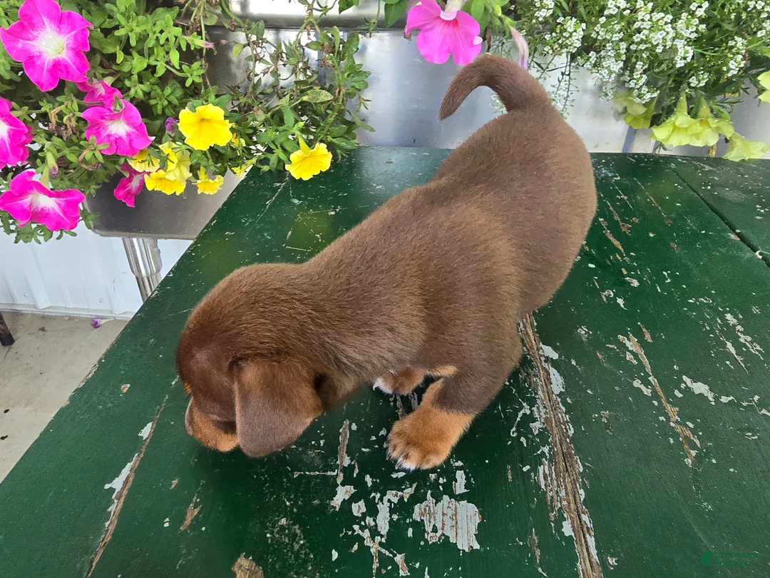 Chihuahua dogs for sale: Tyler - Ad 2