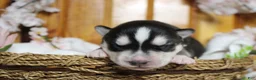 Siberian Husky dogs for sale: Koda  - Ad 2