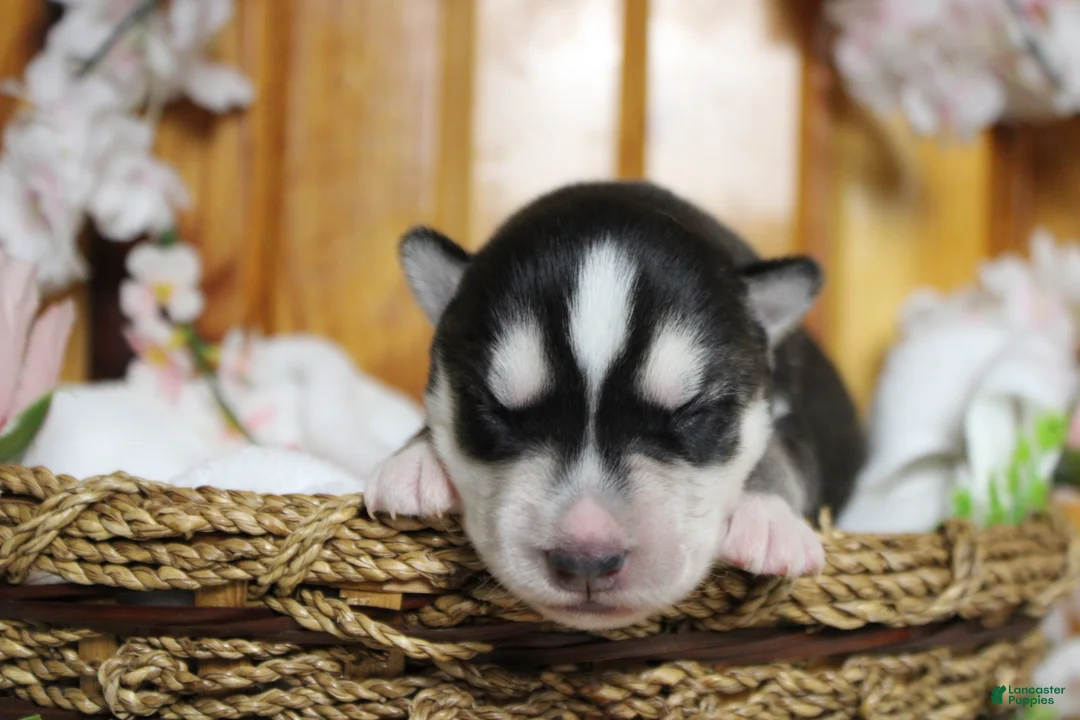 Siberian Husky dogs for sale: Koda  - Ad 2