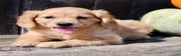 Miniature Golden Retriever dogs for sale: Pumpkin Female Mini Golden Retriever - Ad 7