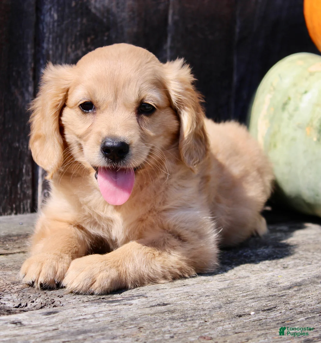 Miniature Golden Retriever dogs for sale: Pumpkin Female Mini Golden Retriever - Ad 7