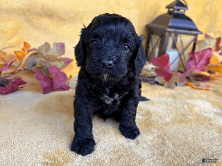 Cockapoo dogs - Ad 21