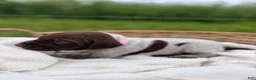 German Shorthaired Pointer dogs for sale: Merritt - Ad 1