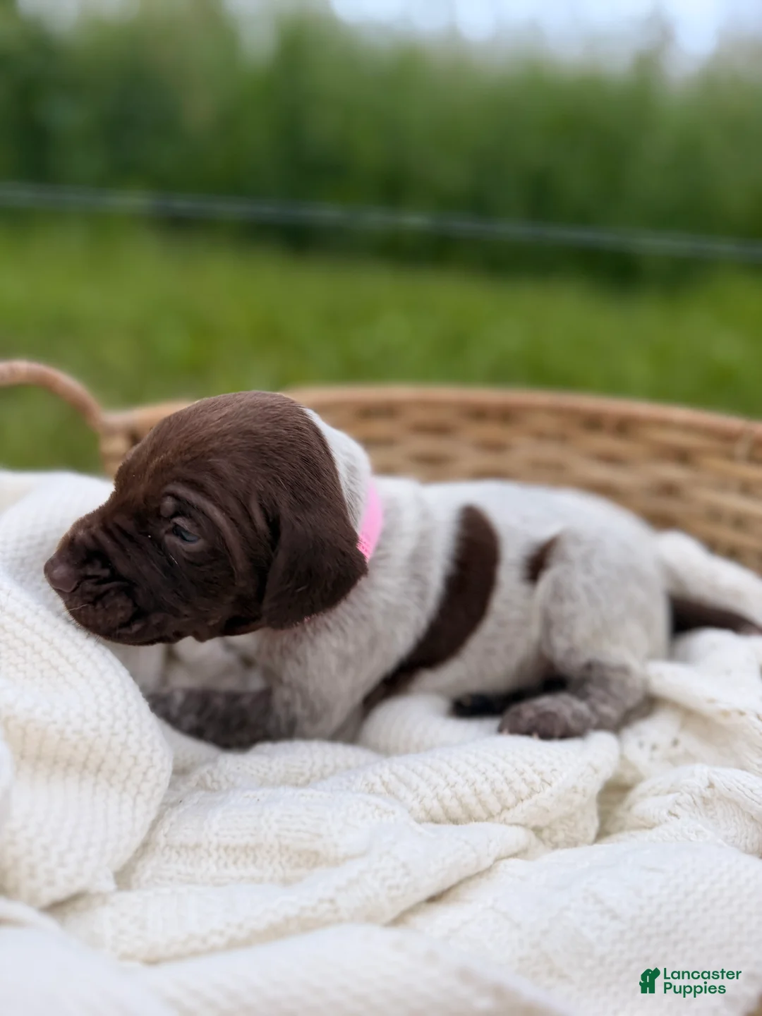 German Shorthaired Pointer dogs for sale: Merritt - Ad 1