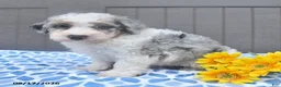 Bichpoo dogs for sale: Star - Ad 3
