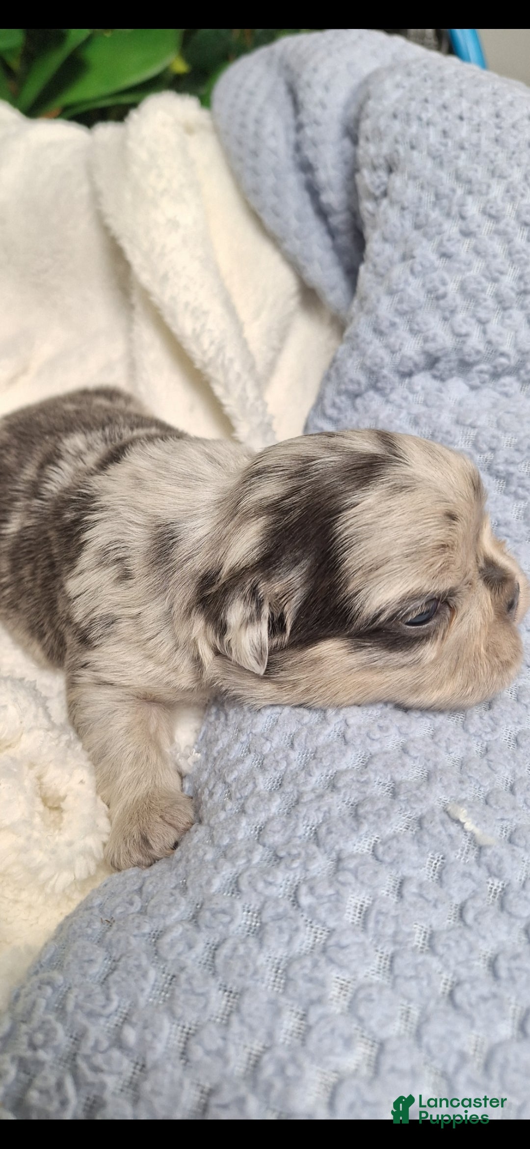 French Bulldog dogs for sale: Tim - Ad 5