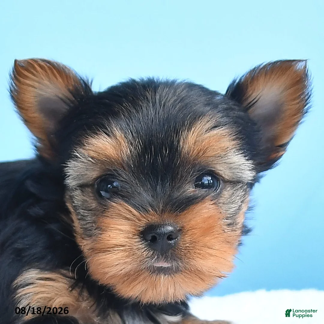 Yorkshire Terrier dogs for sale: Eve - Ad 2