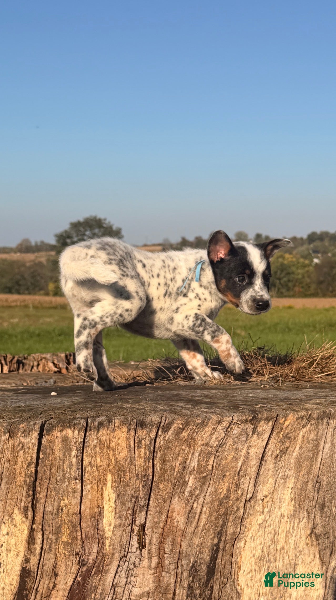 Australian Cattle Dog dogs for sale: Rooster - Ad 1