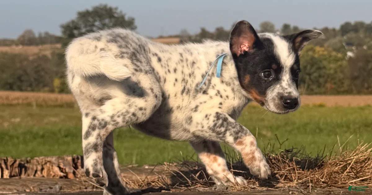 6375 Filter Australian Cattle Dog Puppies for sale in Roanoke, Virginia | Lancaster ...