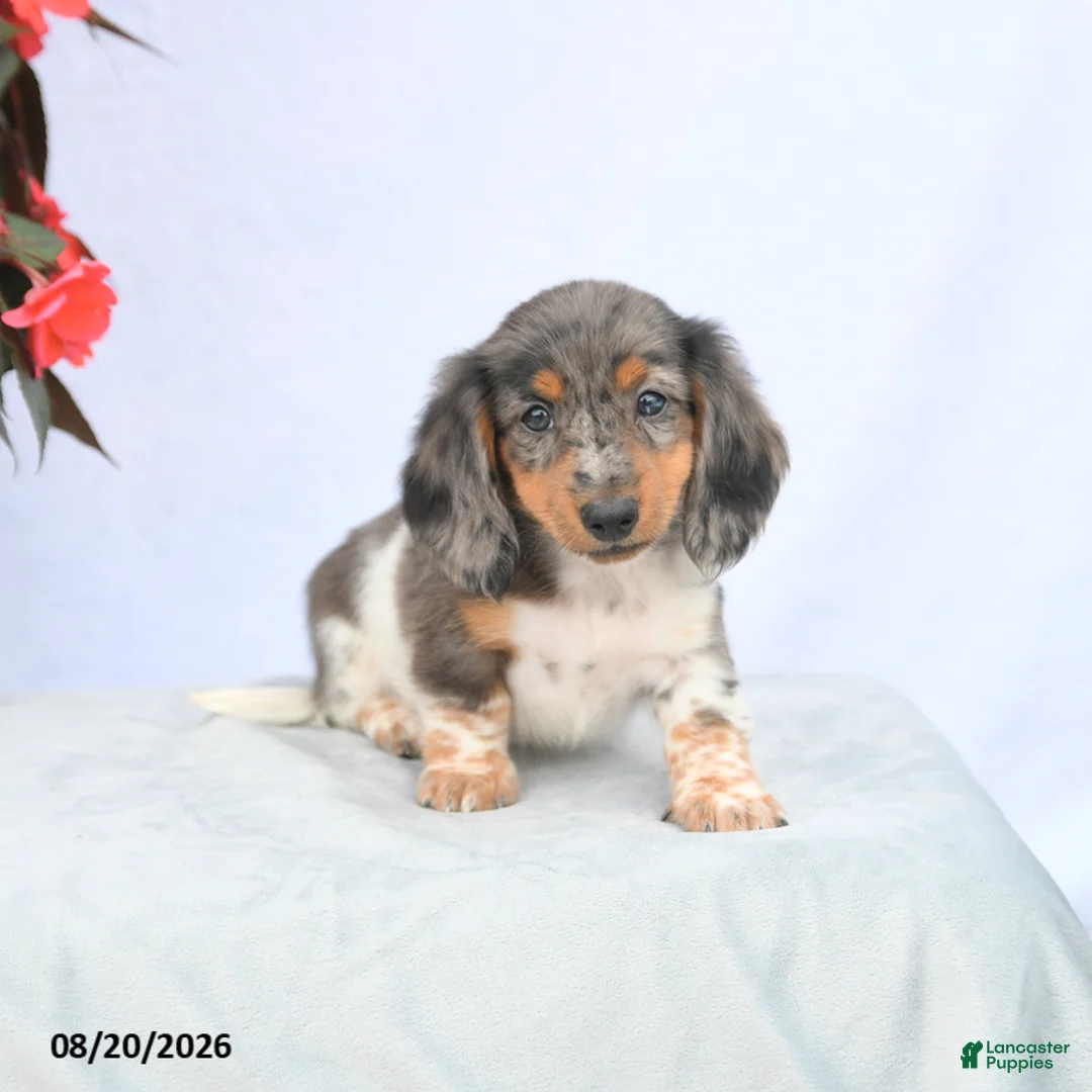 Miniature Dachshund dogs for sale: Hershey - Ad 2