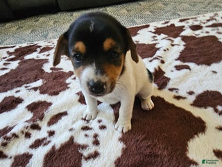 Jack Russell Terrier dogs - Ad 23