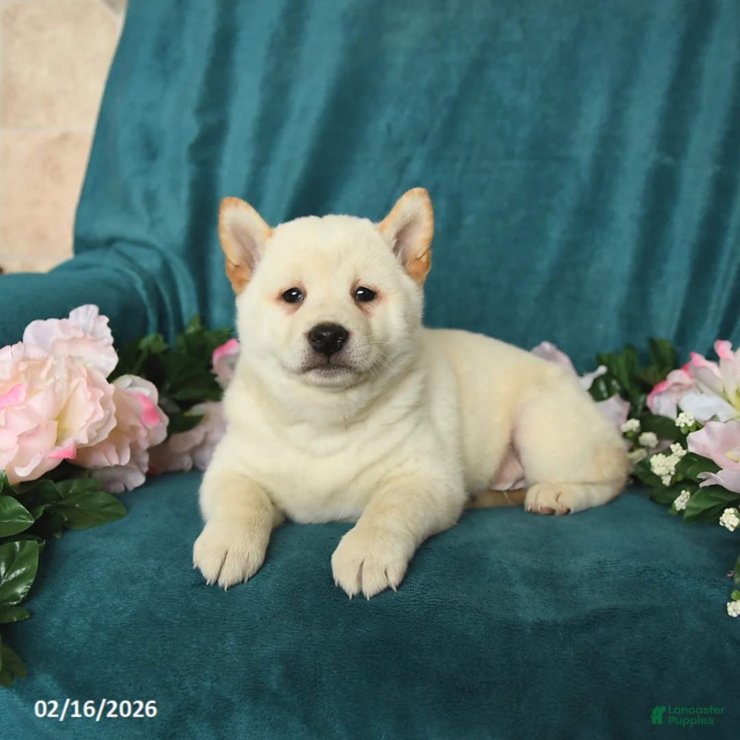 Shiba Inu dogs for sale: Lucky - Ad 5