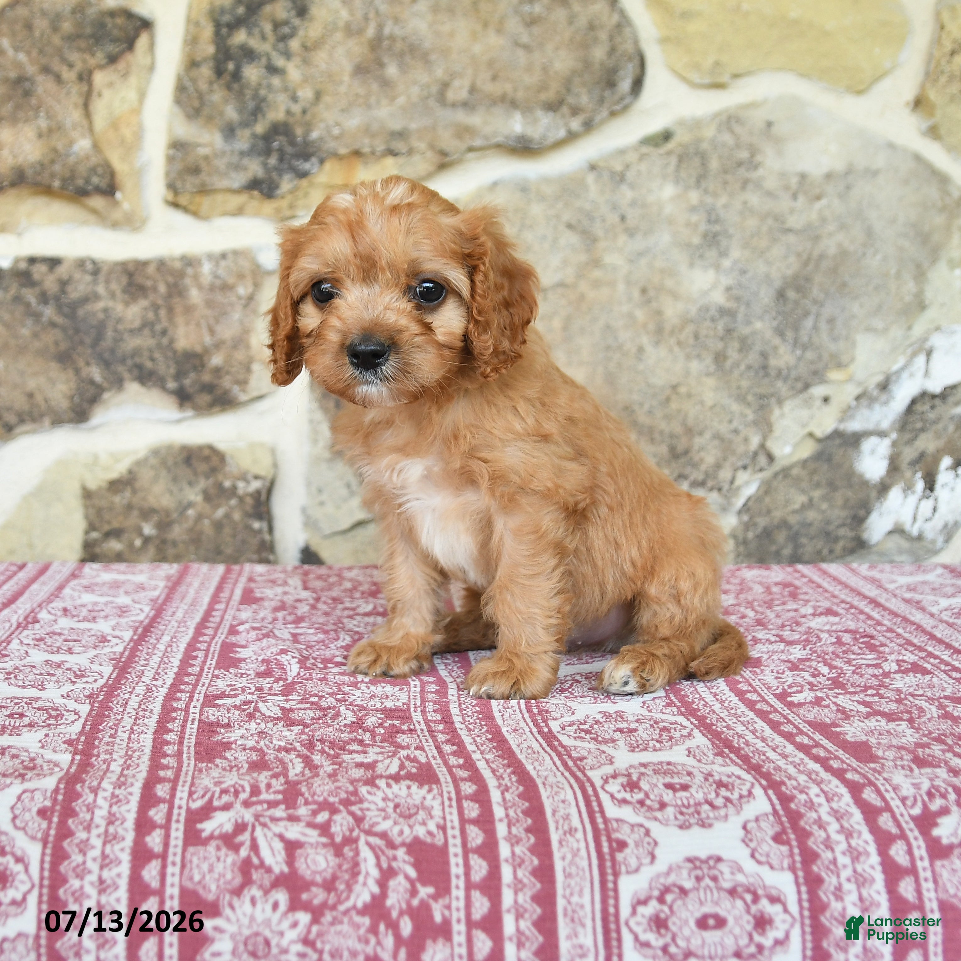 Cavapoo dogs for sale: Shilo - Ad 1