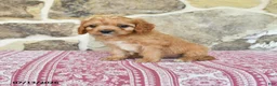 Cavapoo dogs for sale: Shilo - Ad 1