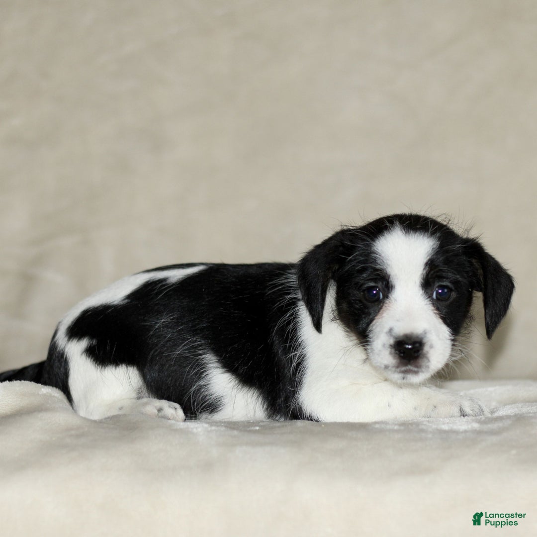 Mixed Breed dogs for sale: Lilac  - Ad 3