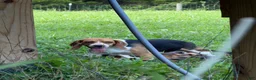 Beagle dogs for sale: Beagle 5 - Ad 2