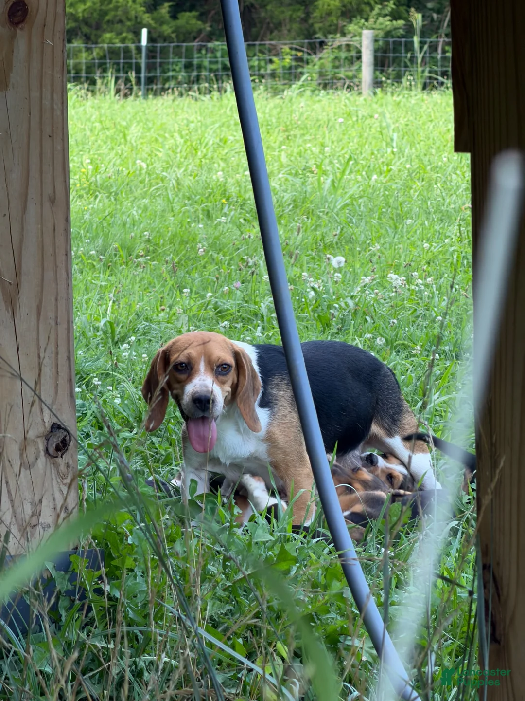 Beagle dogs for sale: Beagle 5 - Ad 2