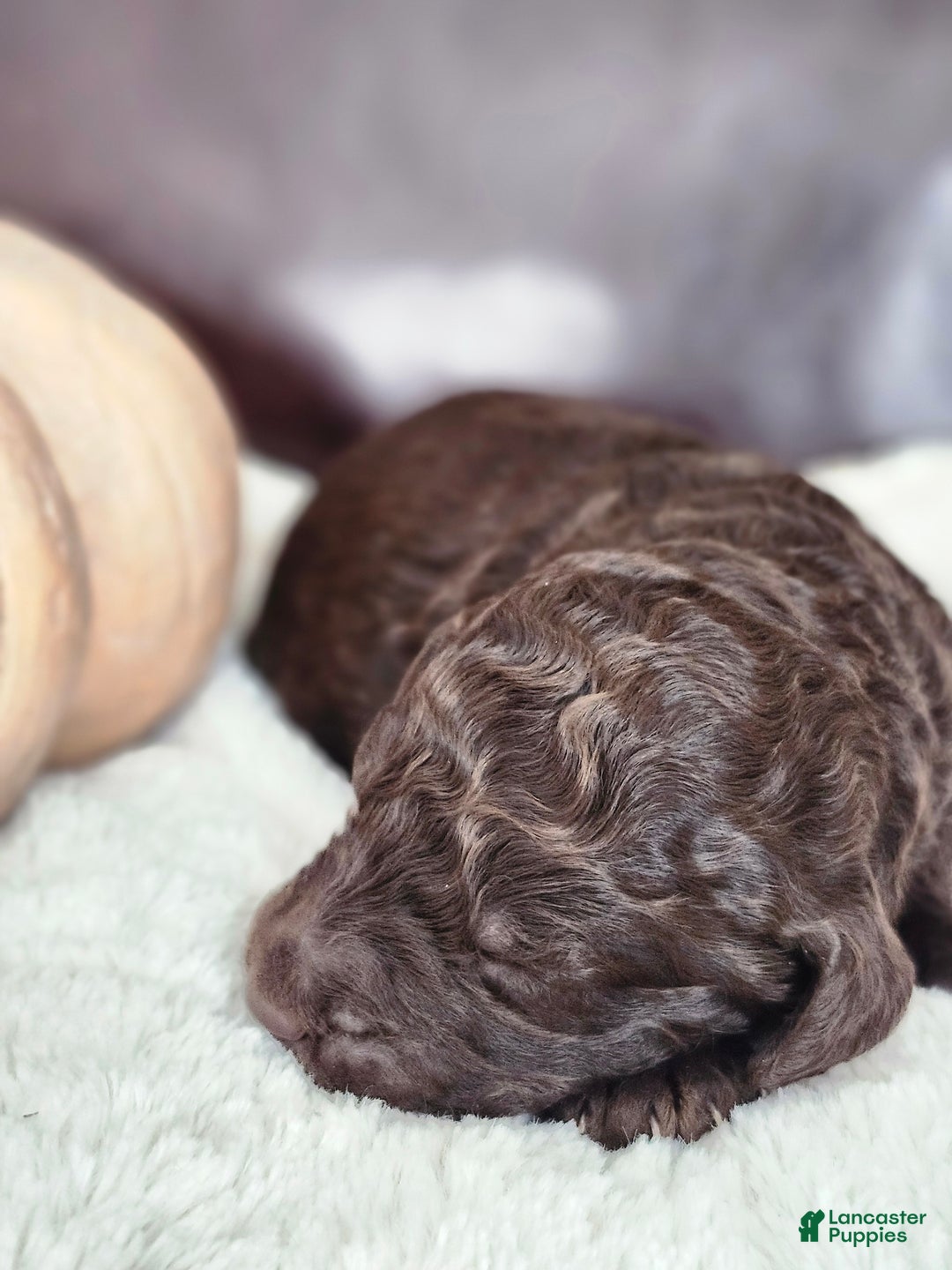 Labradoodle dogs for sale: Ginger - Ad 6