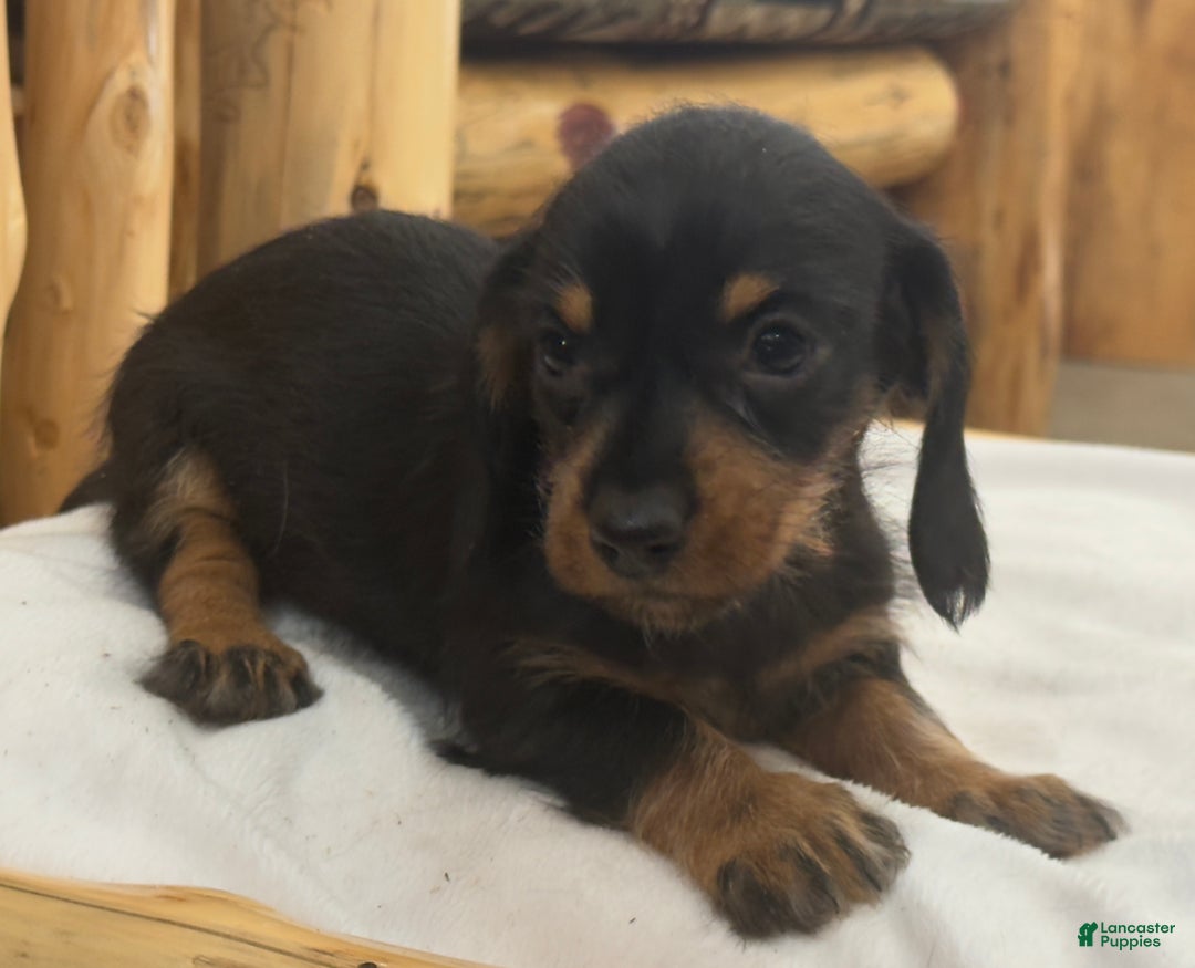 Miniature Dachshund dogs for sale: Poppy - Ad 3