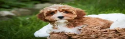 Cavapoo dogs for sale: Harper - Ad 4