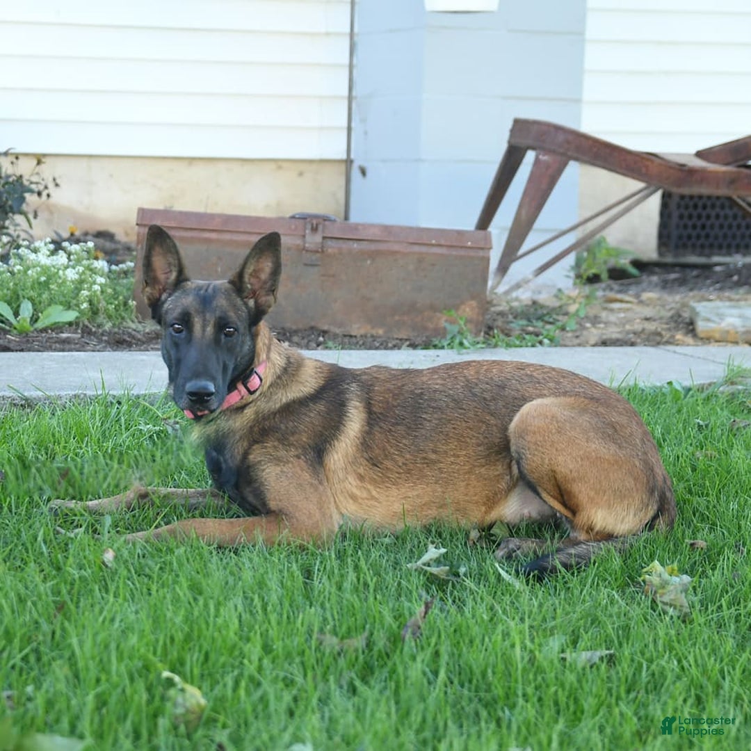 Gallery Image {{count}}